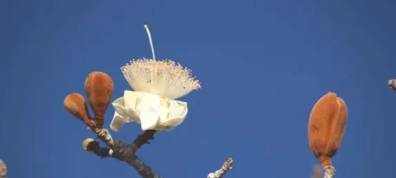 Adansonia grandidieri Baill.