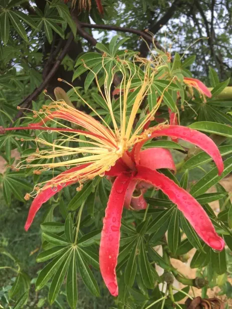 Adansonia madagascariensis Baill.