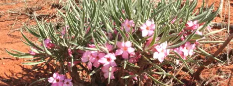 Adenium oleifolium Stapf