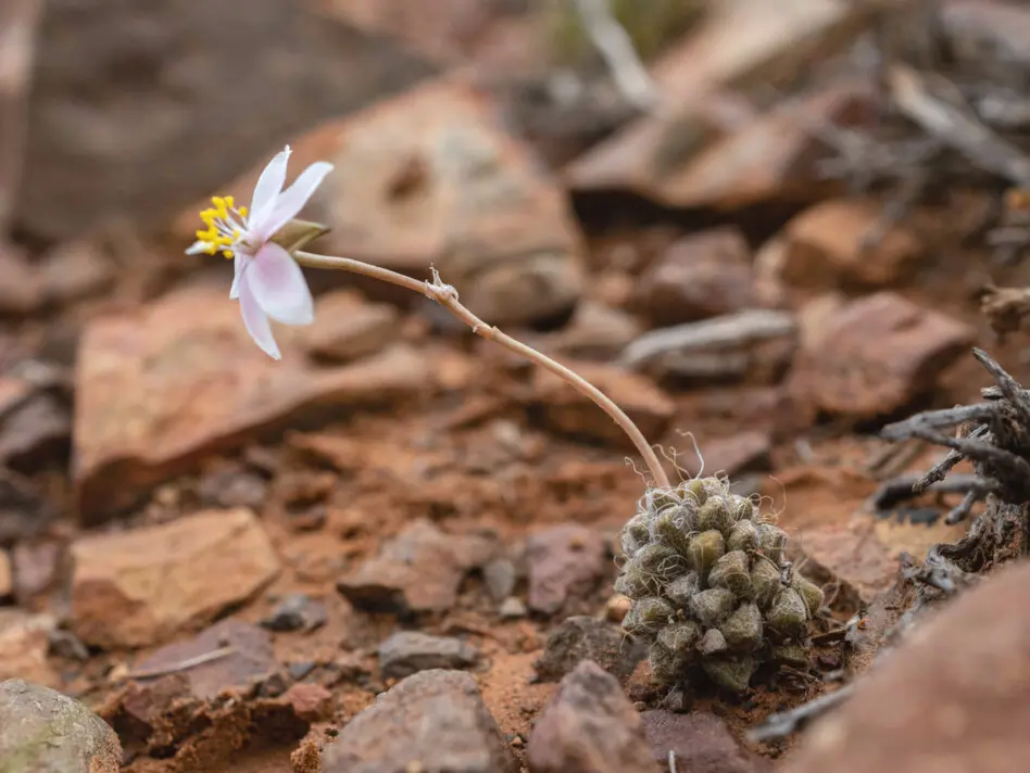 Anacampseros albidiflora Poelln.