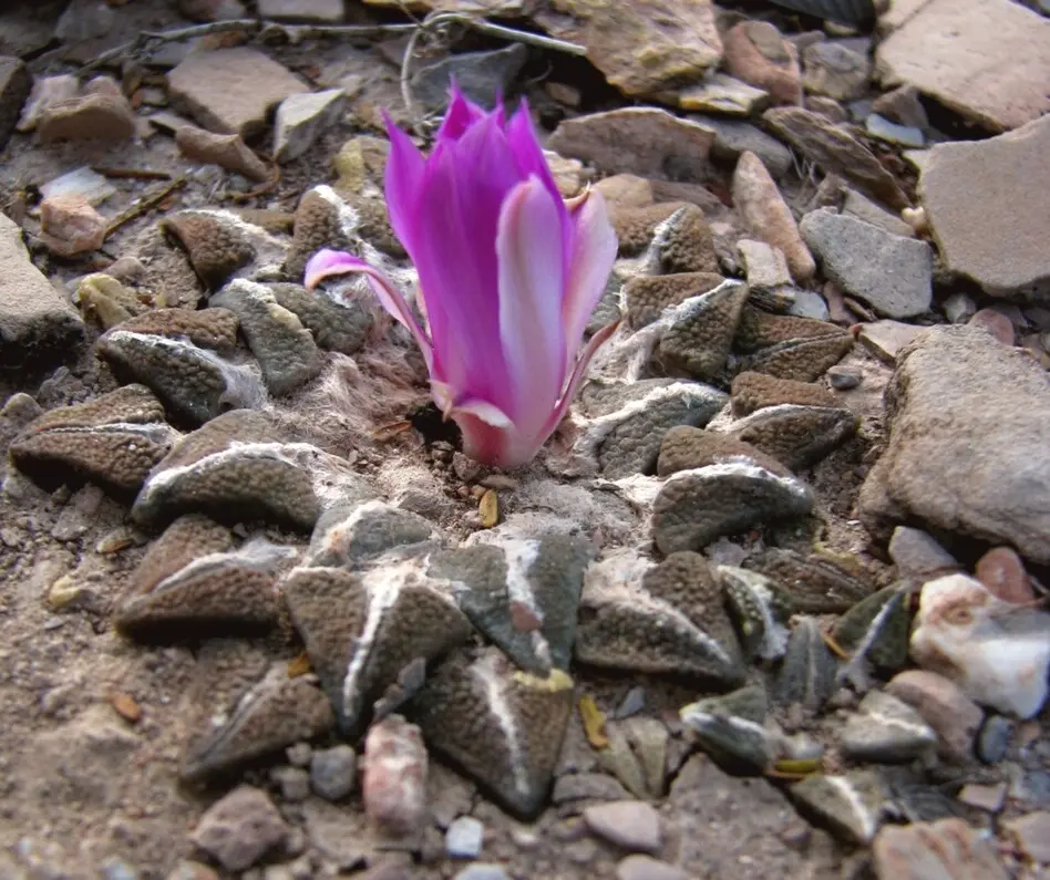 Ariocarpus kotschoubeyanus (Lem.) K.Schum.