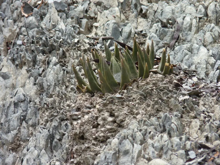 Ariocarpus trigonus (F.A.C.Weber) K.Schum.