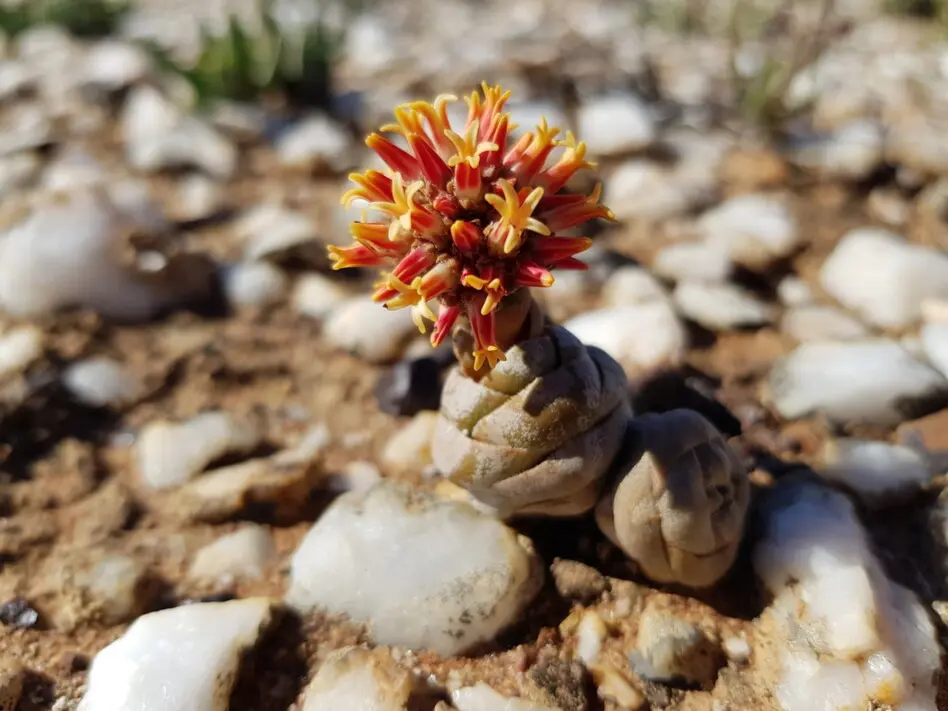 Crassula columnaris Thunb.