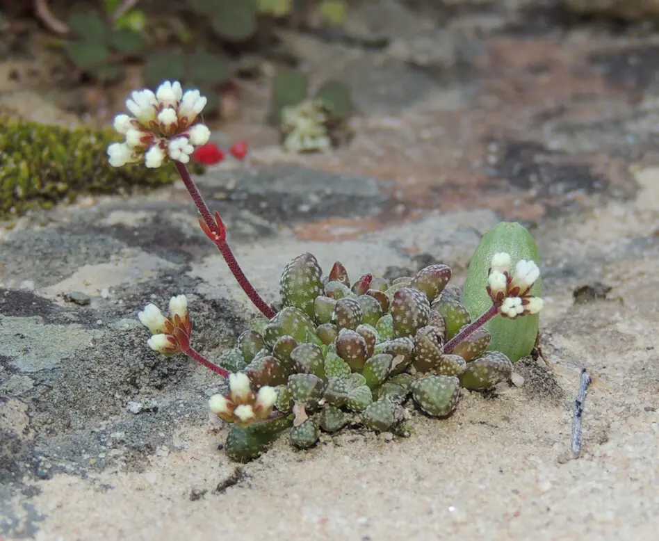 Crassula fragarioides van Jaarsv. & Helme