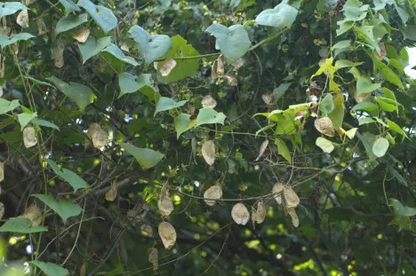 Cyclantheropsis parviflora Harms