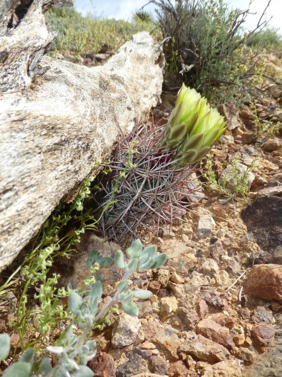 Echinomastus johnsonii var. lutescens 	(Parish) Wiggins