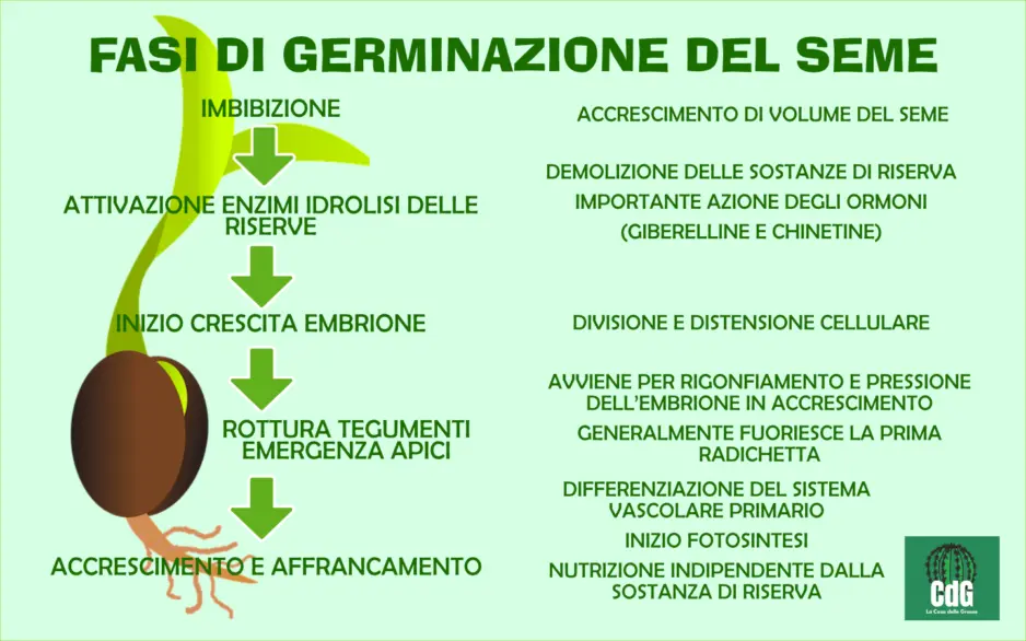 fasi di germinazione del seme