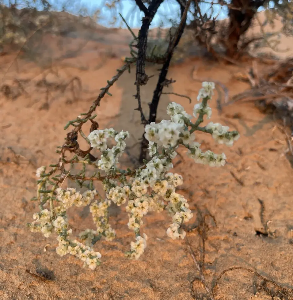 Haloxylon salicornicum (Moq.) Bunge ex Boiss.