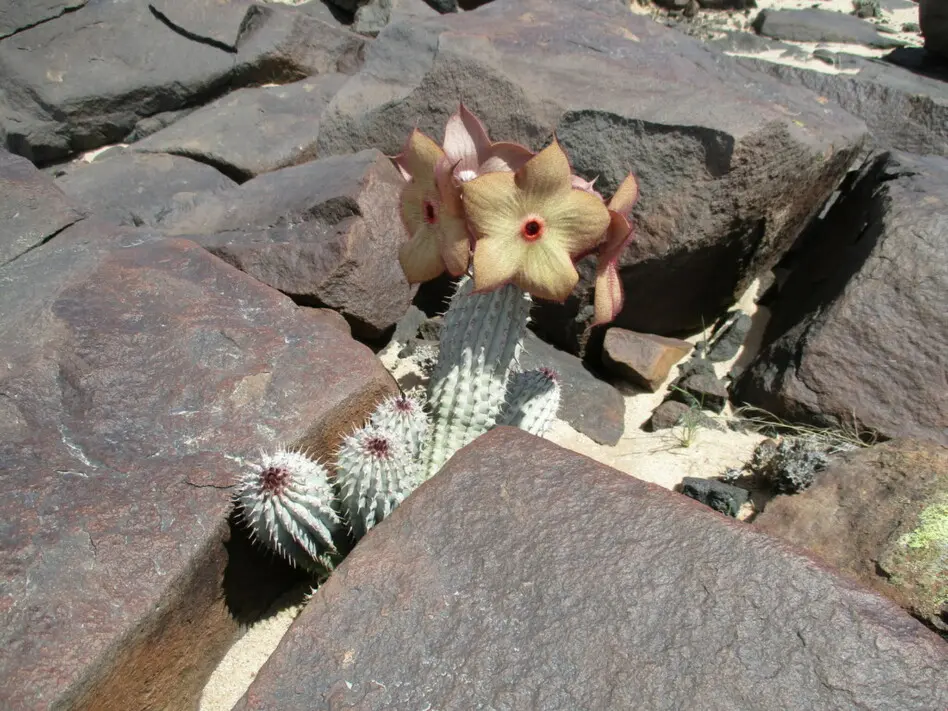 Hoodia currorii (Hook.) Decne.