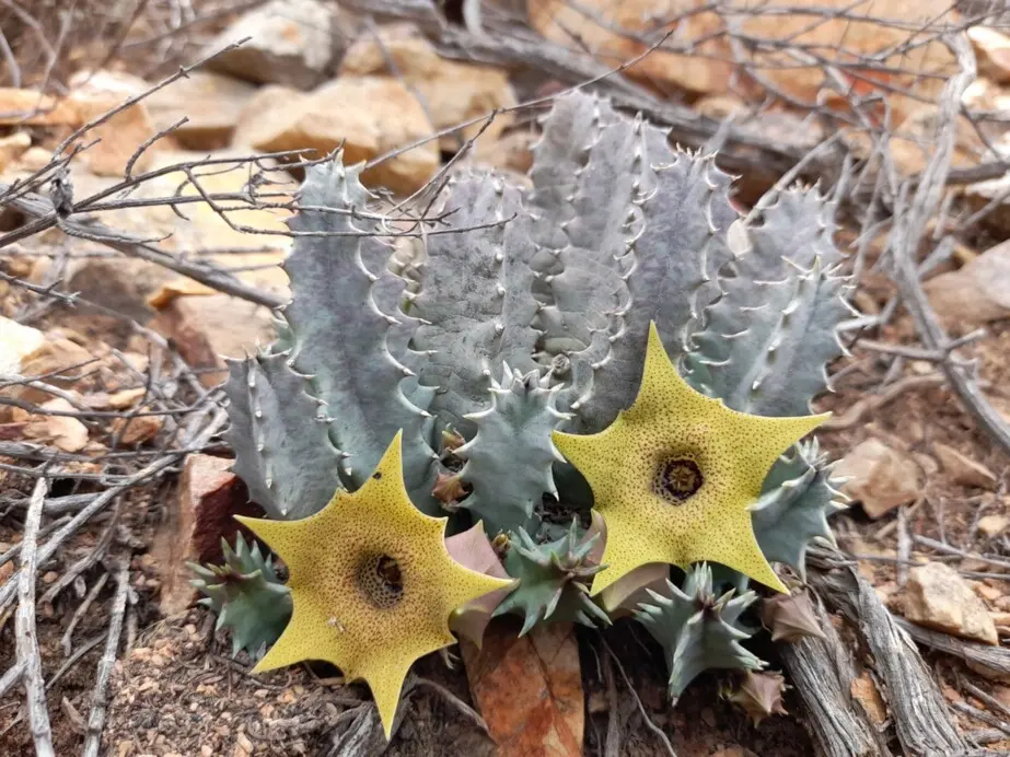 Huernia thuretii J.F.Cels