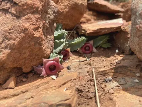 Huernia zebrina subsp. insigniflora (C.A.Maass) Bruyns