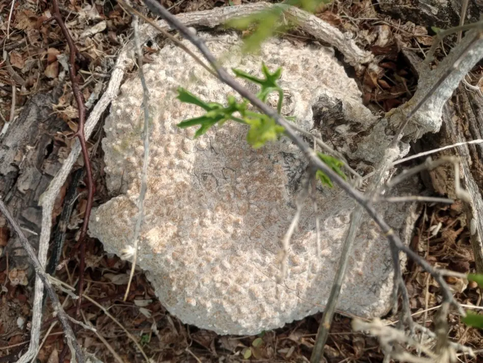 Ibervillea sonorae (S.Watson) Greene