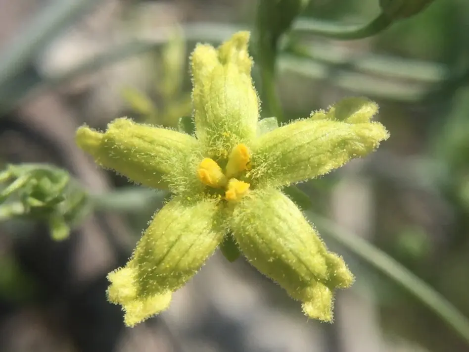 Ibervillea sonorae (S.Watson) Greene