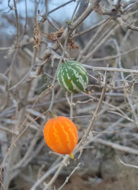 Ibervillea sonorae (S.Watson) Greene