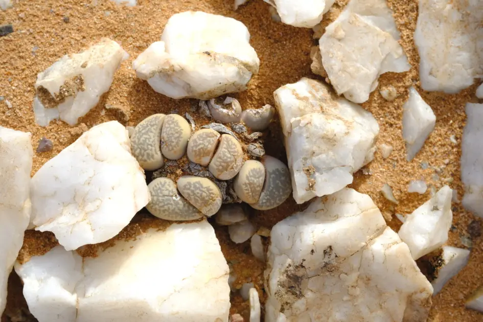 Lithops herrei L.Bolus