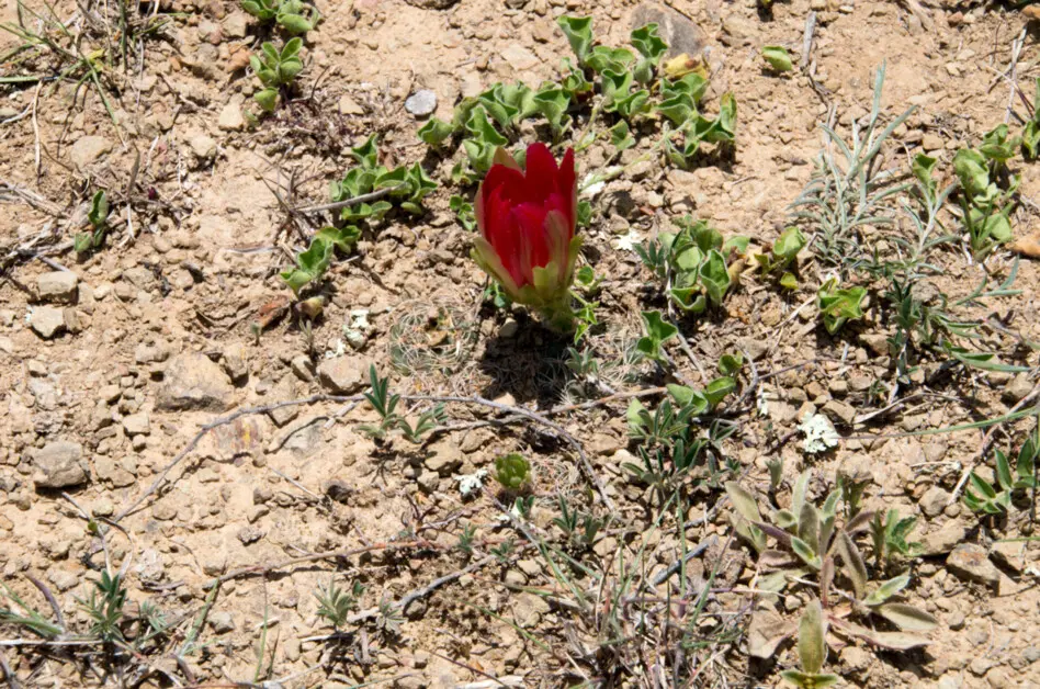 Lobivia arachnacantha Buining & F.Ritter