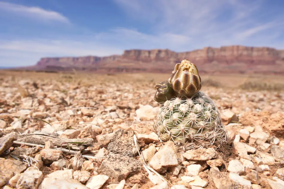 Pediocactus bradyi L.D.Benson