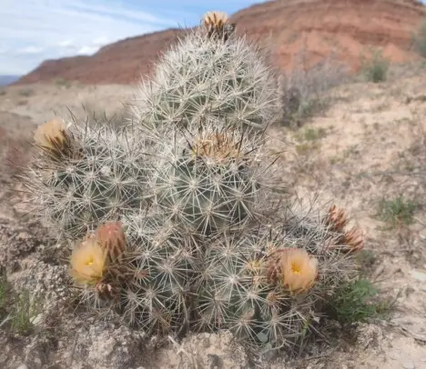 Pediocactus sileri (Engelm. ex J.M.Coult.) L.D.Benson