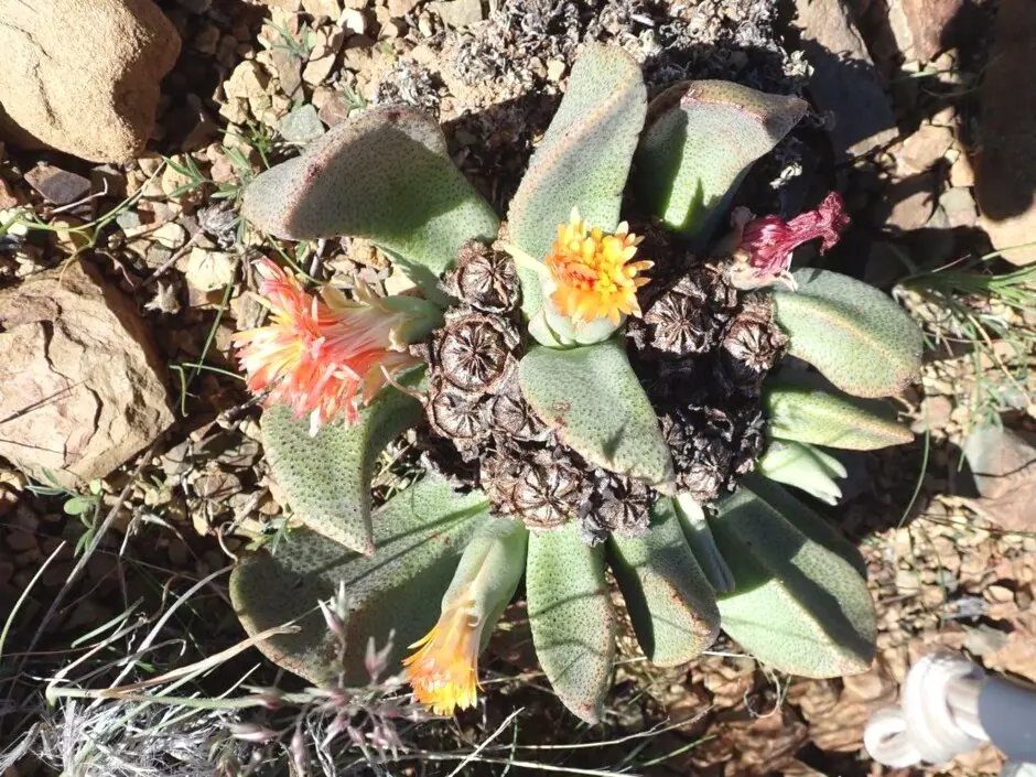 Pleiospilos compactus (Aiton) Schwantes