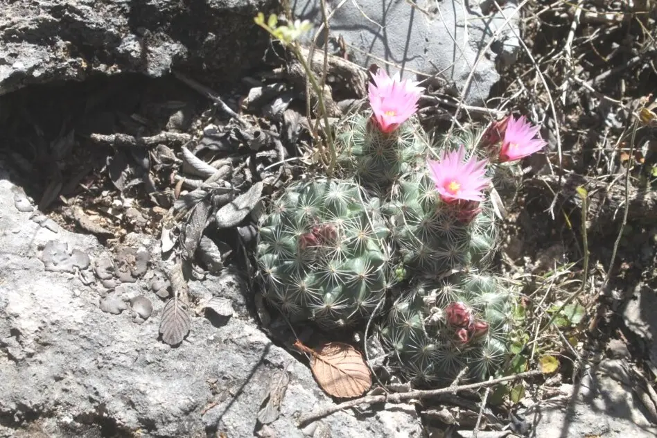 Turbinicarpus saueri (Boed.) John & Říha