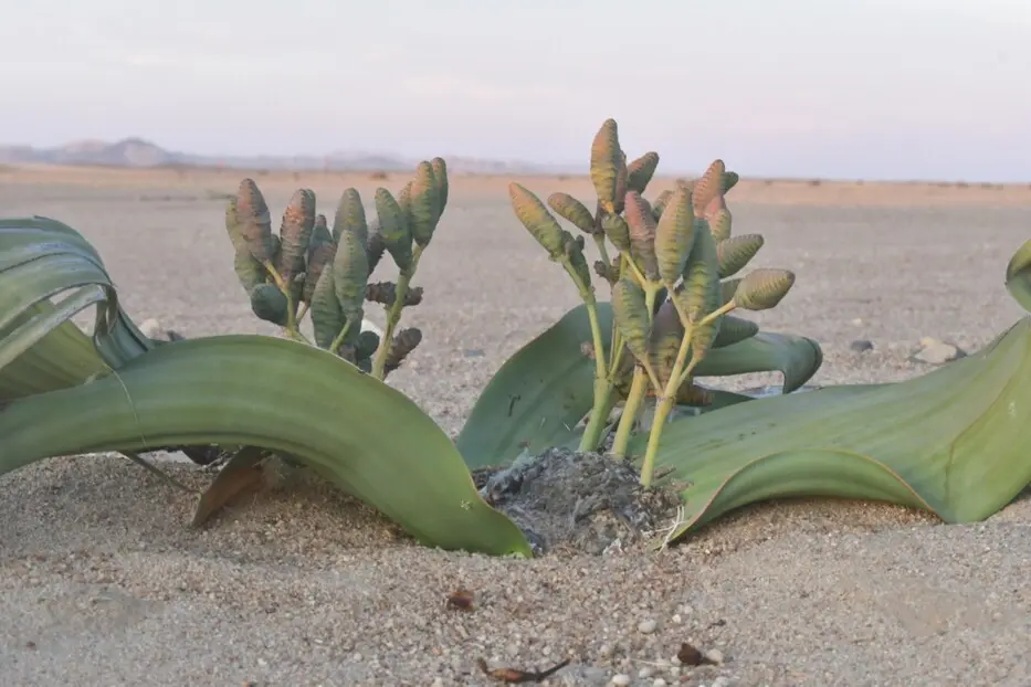 Welwitschia mirabilis Hook.f