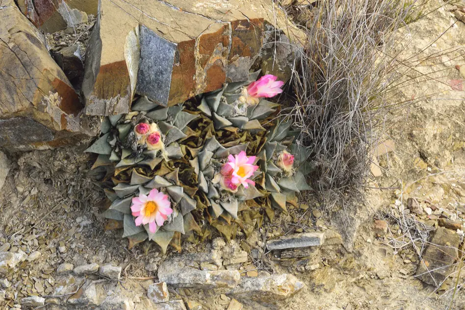 Ariocarpus retusus Scheidw.