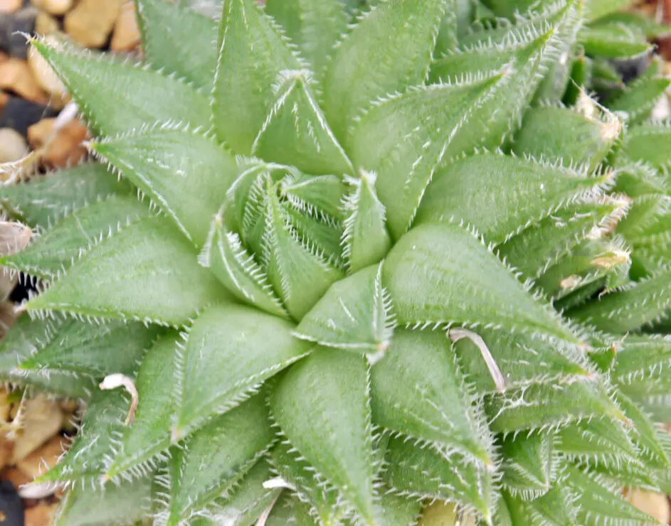 Haworthia bayeri J.D.Venter & S.A.Hammer - Immagine © Sandra Falanga, Alcuni diritti riservati (CC-BY-NC)