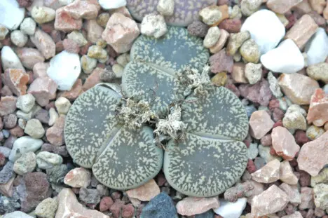 Lithops lesliei (N.E. Br.) N.E. Br. 