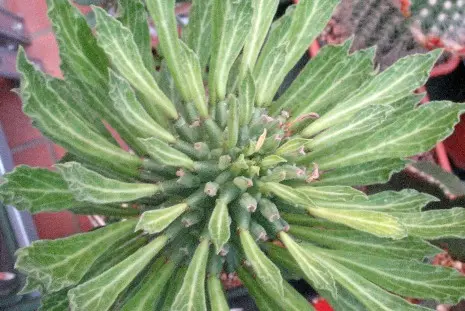 Monadenium schubei (Pax) N.E.Br. is a synonym of Euphorbia schubei Pax