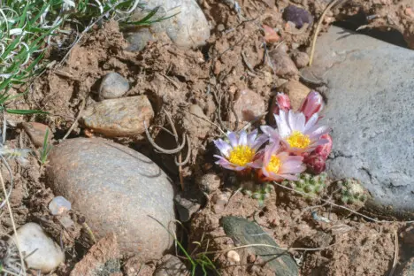 Pediocactus knowltonii L.D.Benson