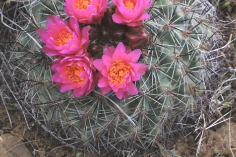 Pediocactus nigrispinus (Hochstätter) Hochstätter