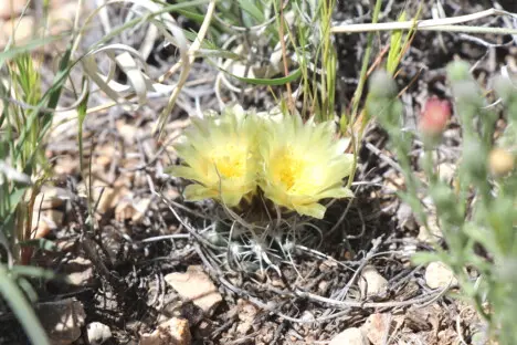 Pediocactus peeblesianus (Croizat) L.D.Benson