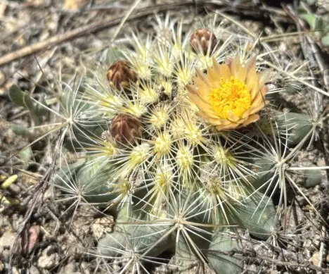 Pediocactus simpsonii (Engelm.) Britton & Rose