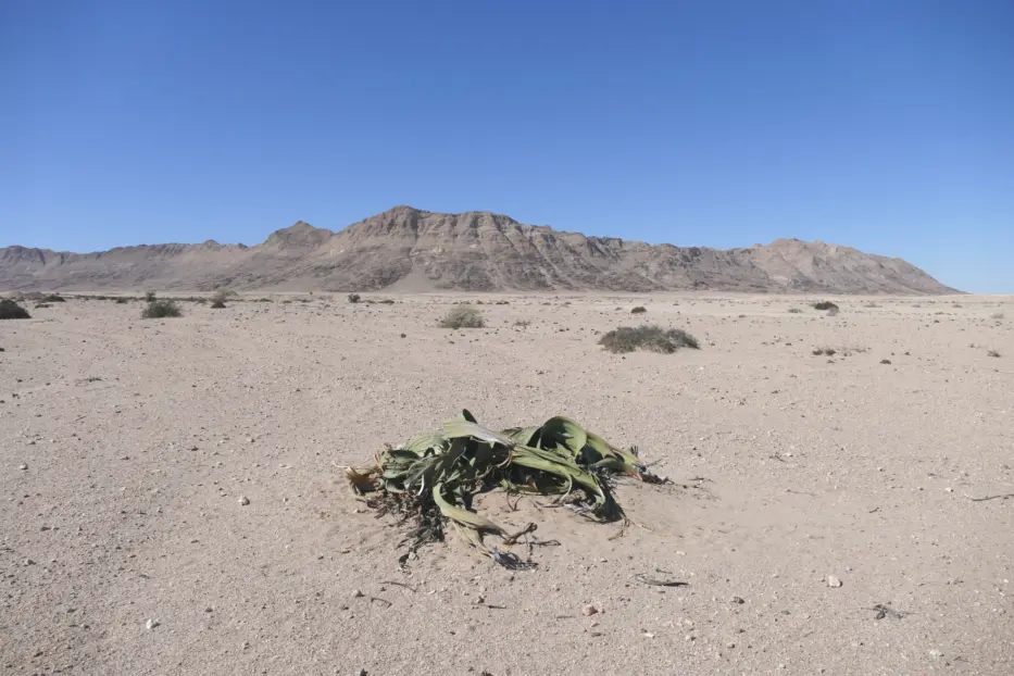 Welwitschia mirabilis Hook.f